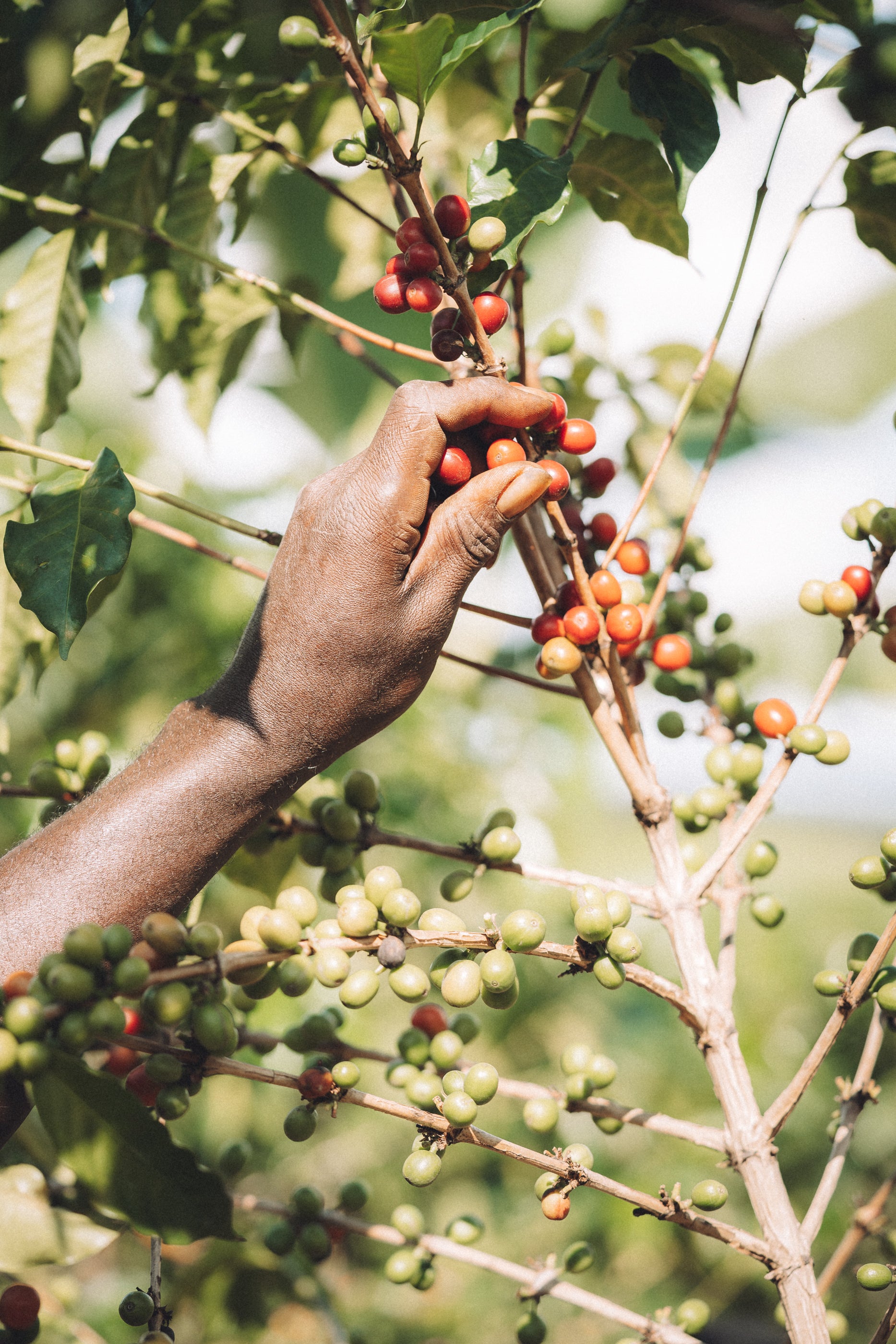 Burundi - Ninga Hill