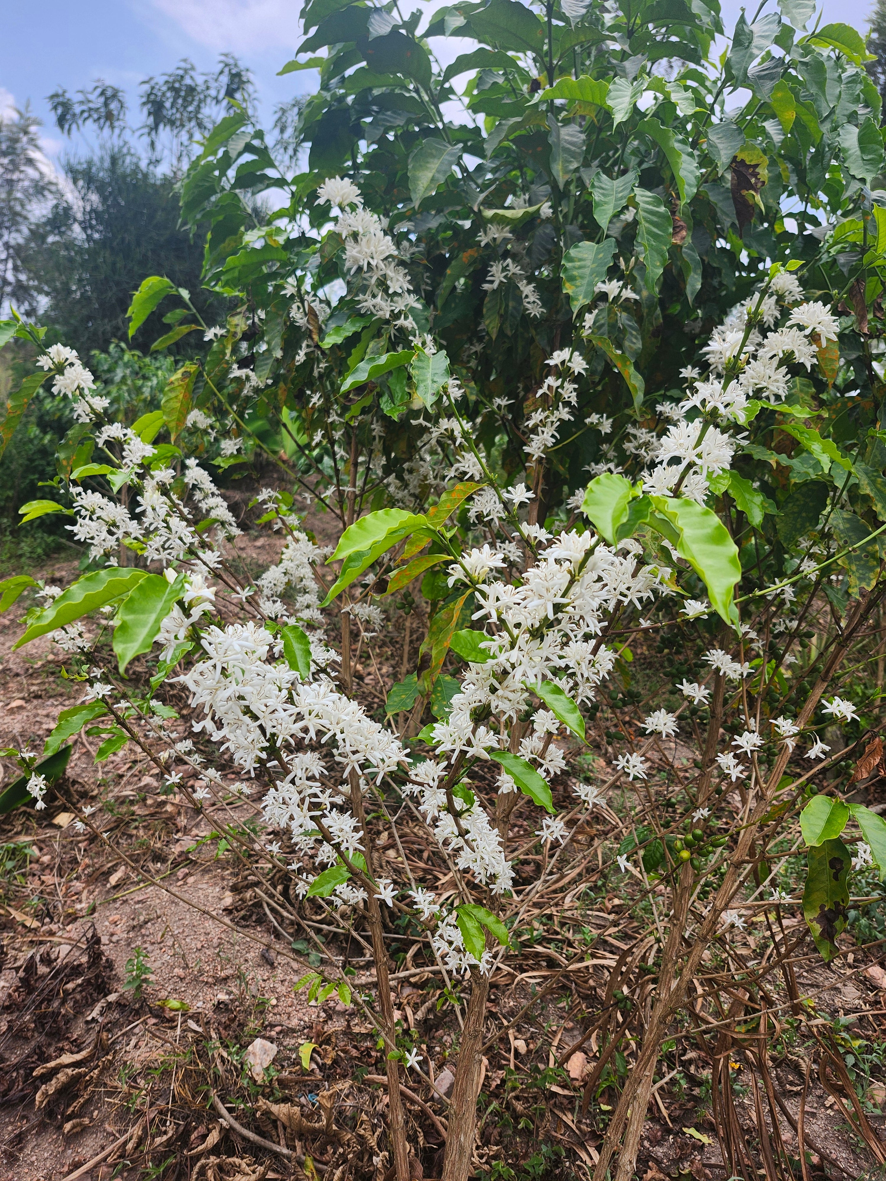 Rwanda - Mbare