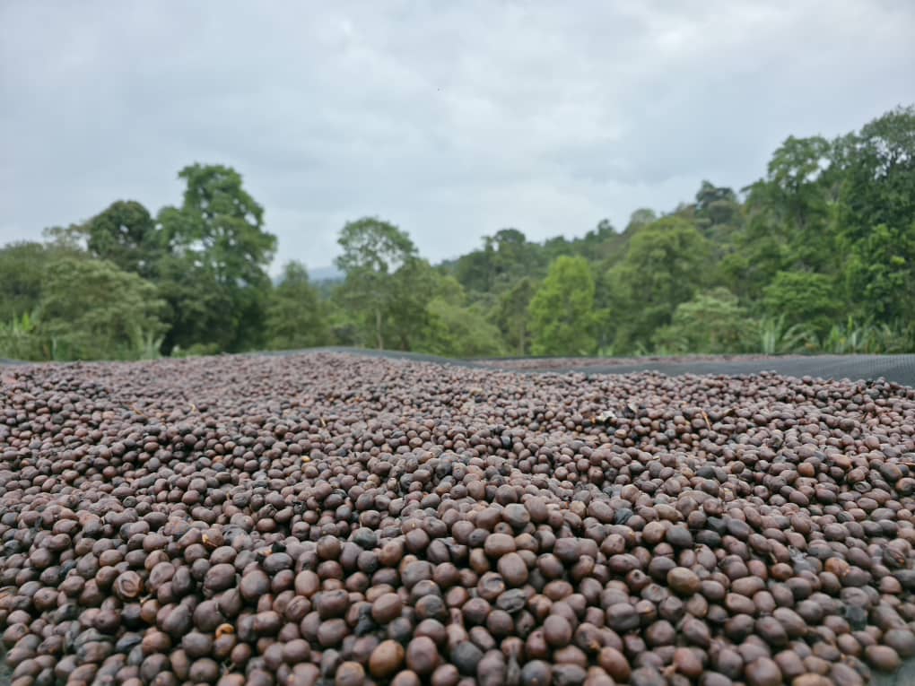 Ethiopia - Chelchele