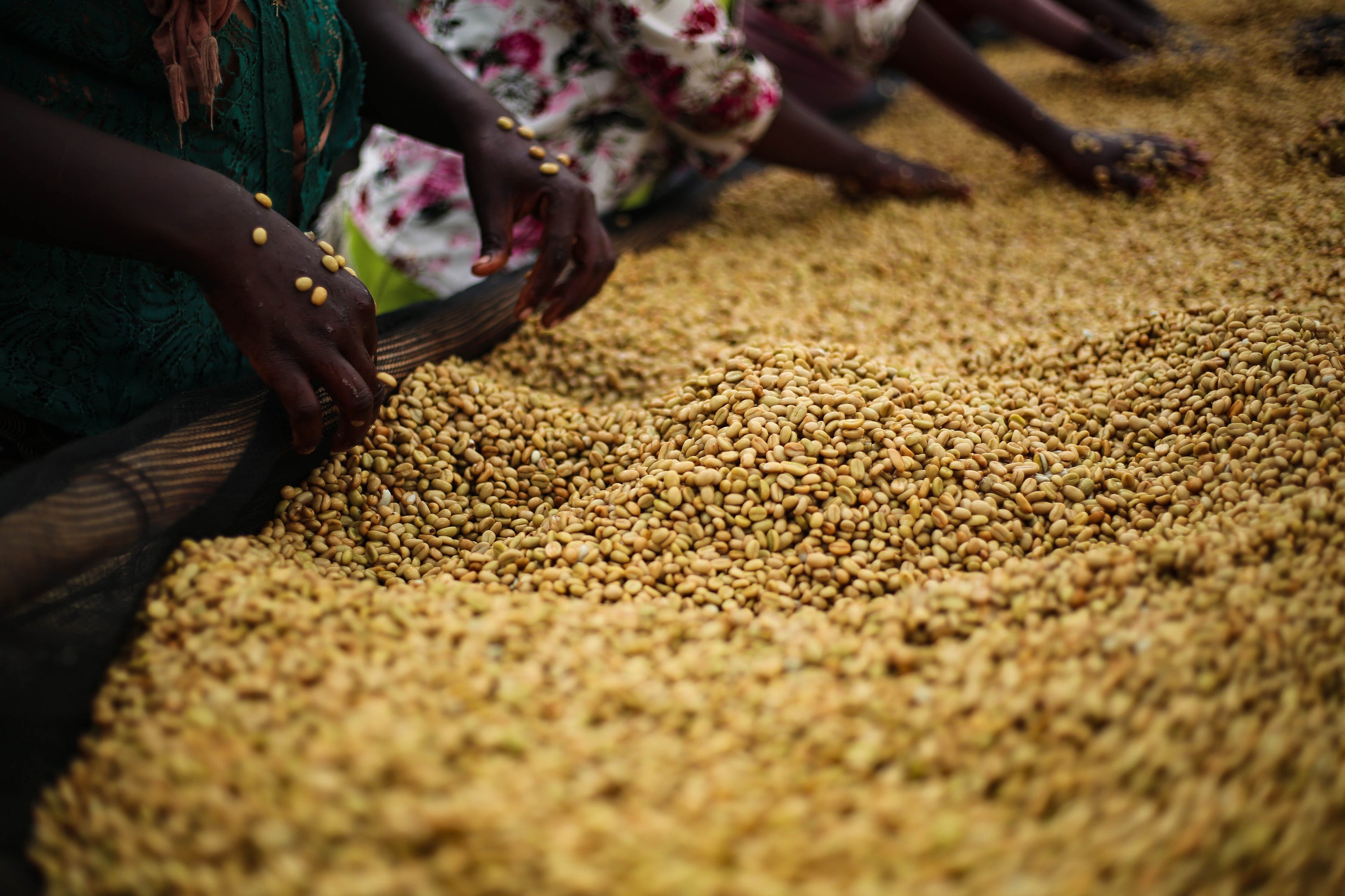 Ethiopia - Gotiti - Seasonal Espresso
