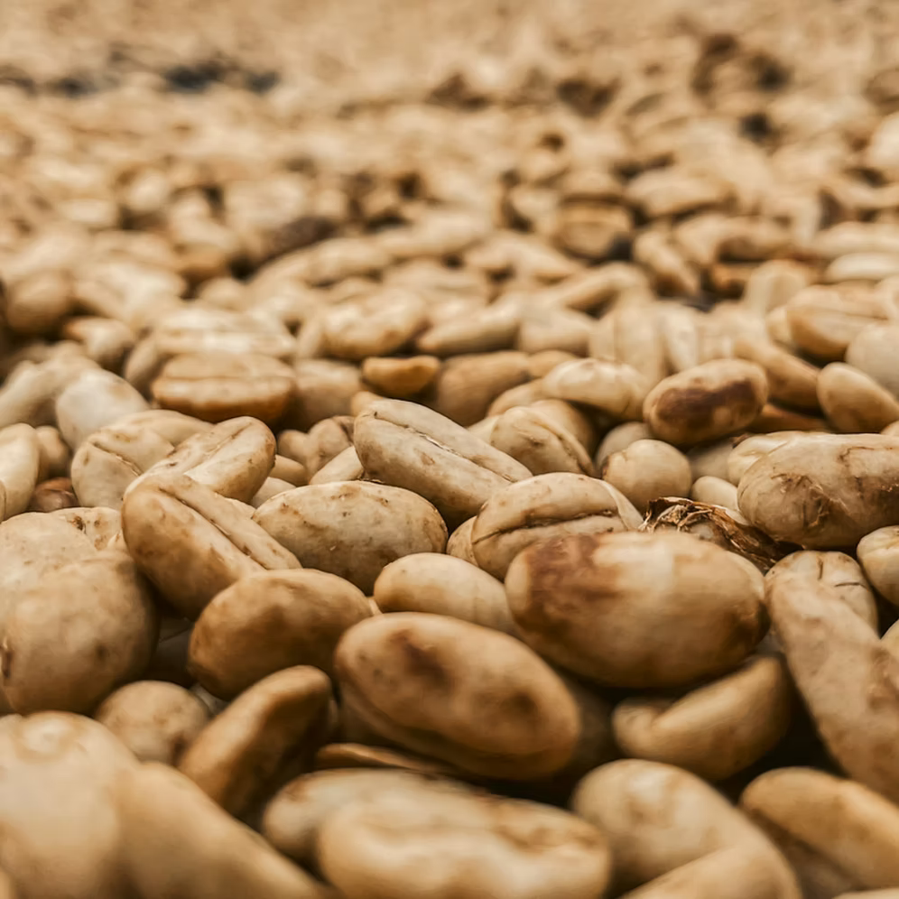 Costa Rica - Los Campos - Seasonal Espresso