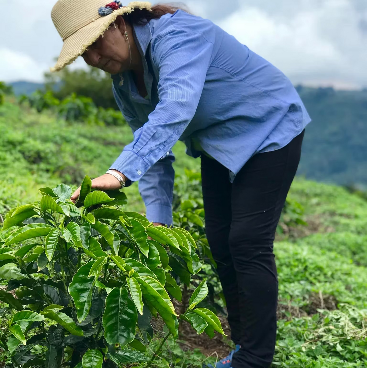 Costa Rica - Los Campos - Seasonal Espresso