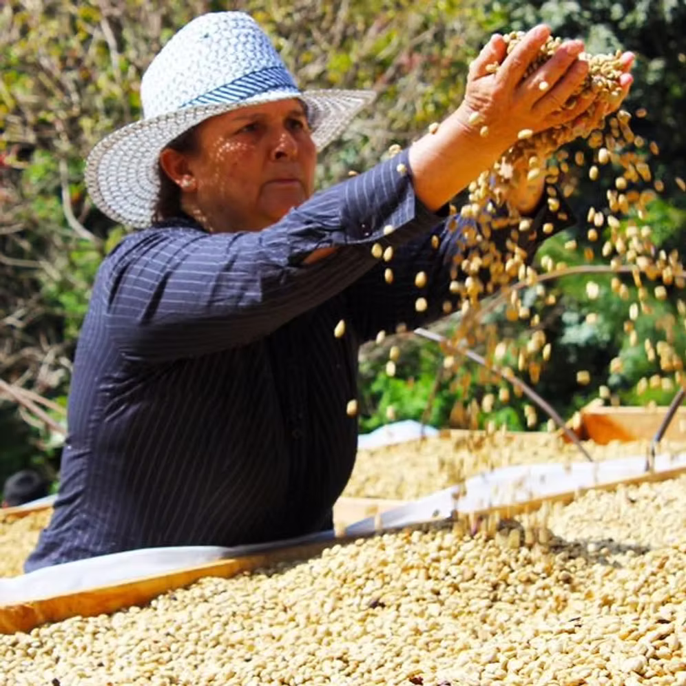 Costa Rica - Los Campos - Seasonal Espresso