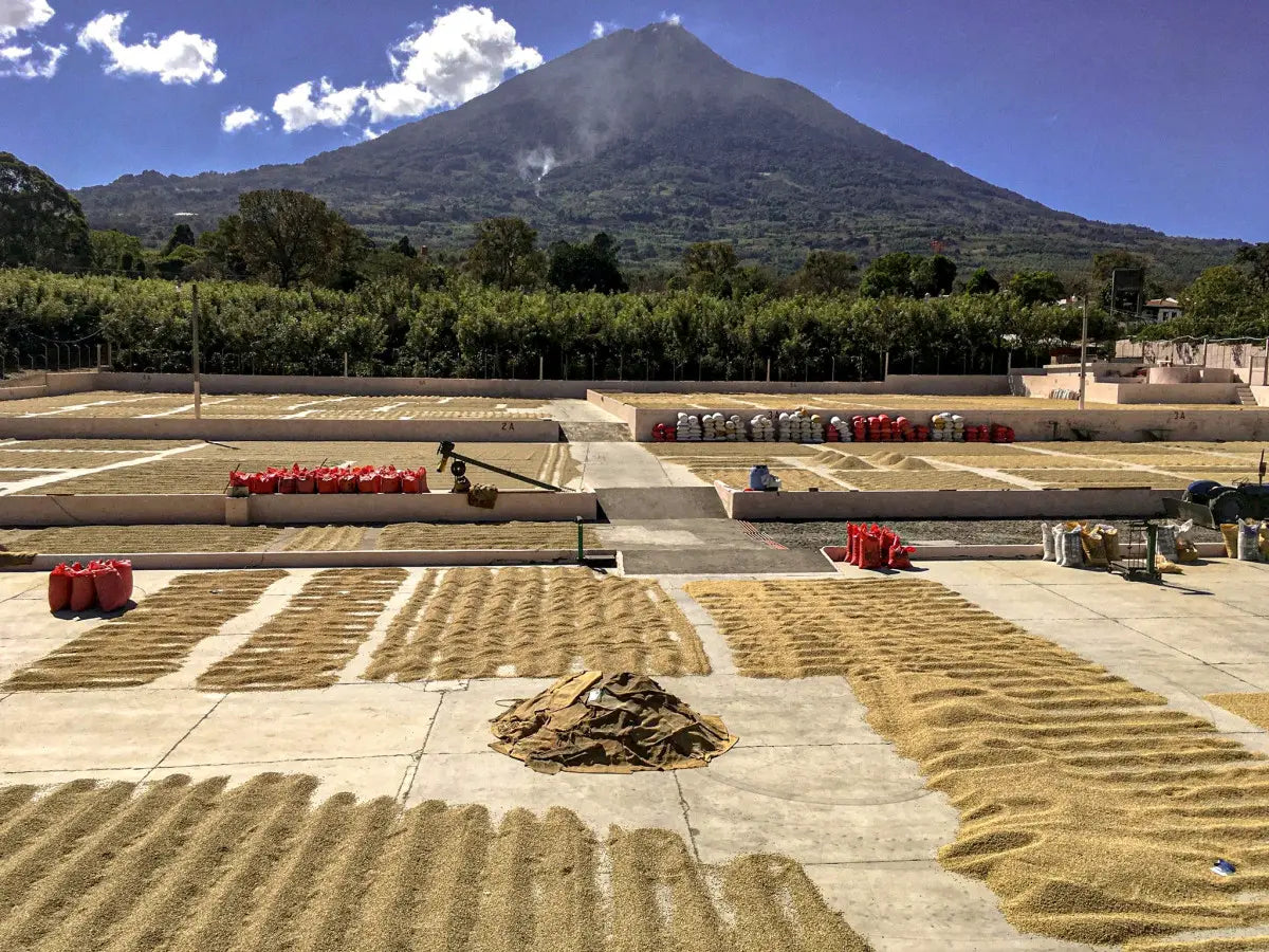 Cloud Nine - Finca Buena Vista