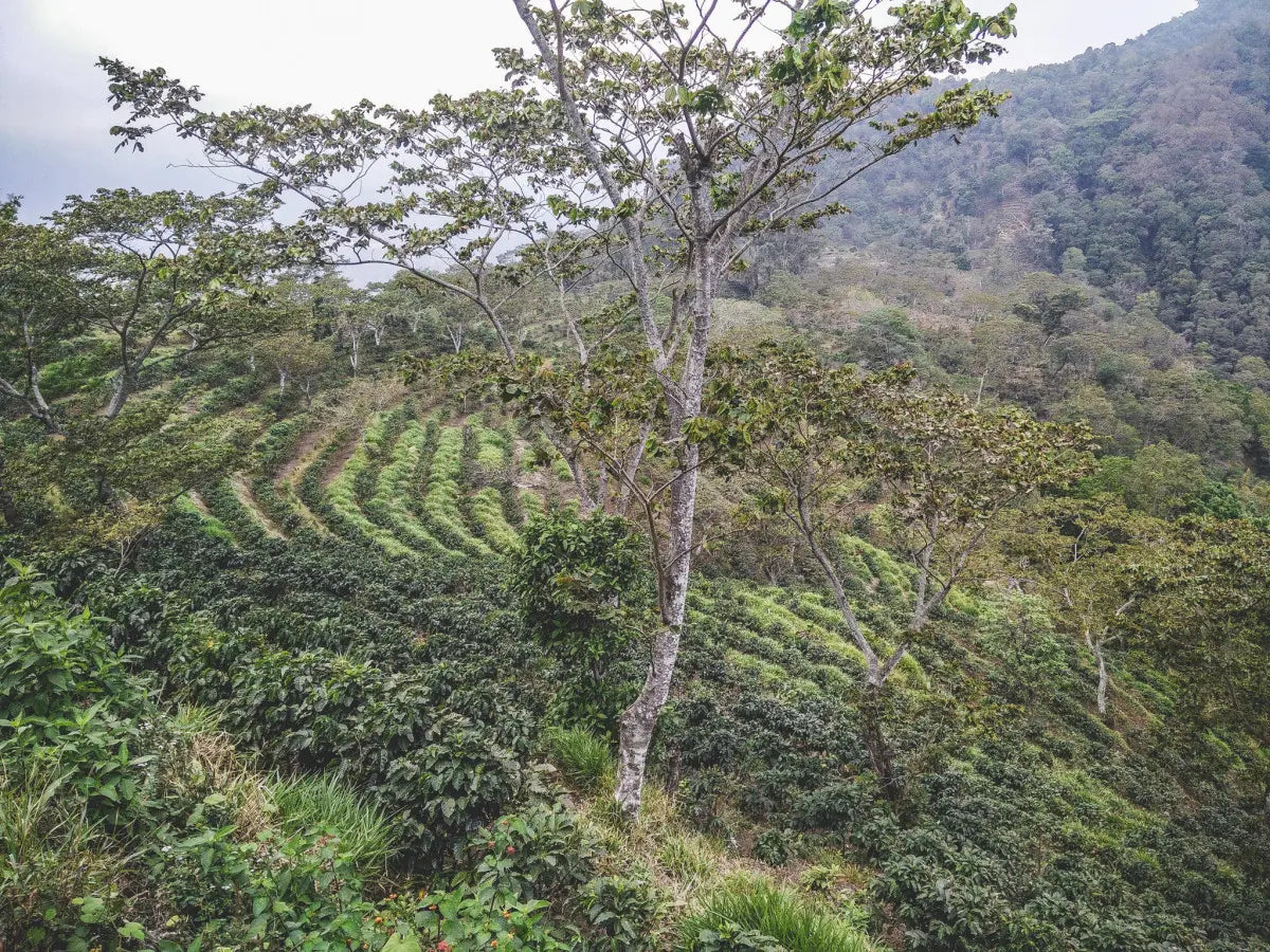 Cloud Nine - Finca Buena Vista