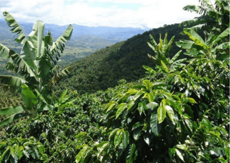 Starlight Decaf - Colombia