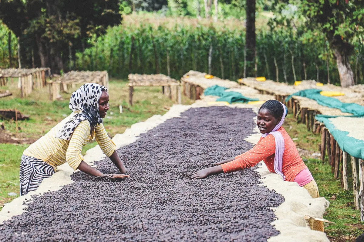 Ethiopia - Raro