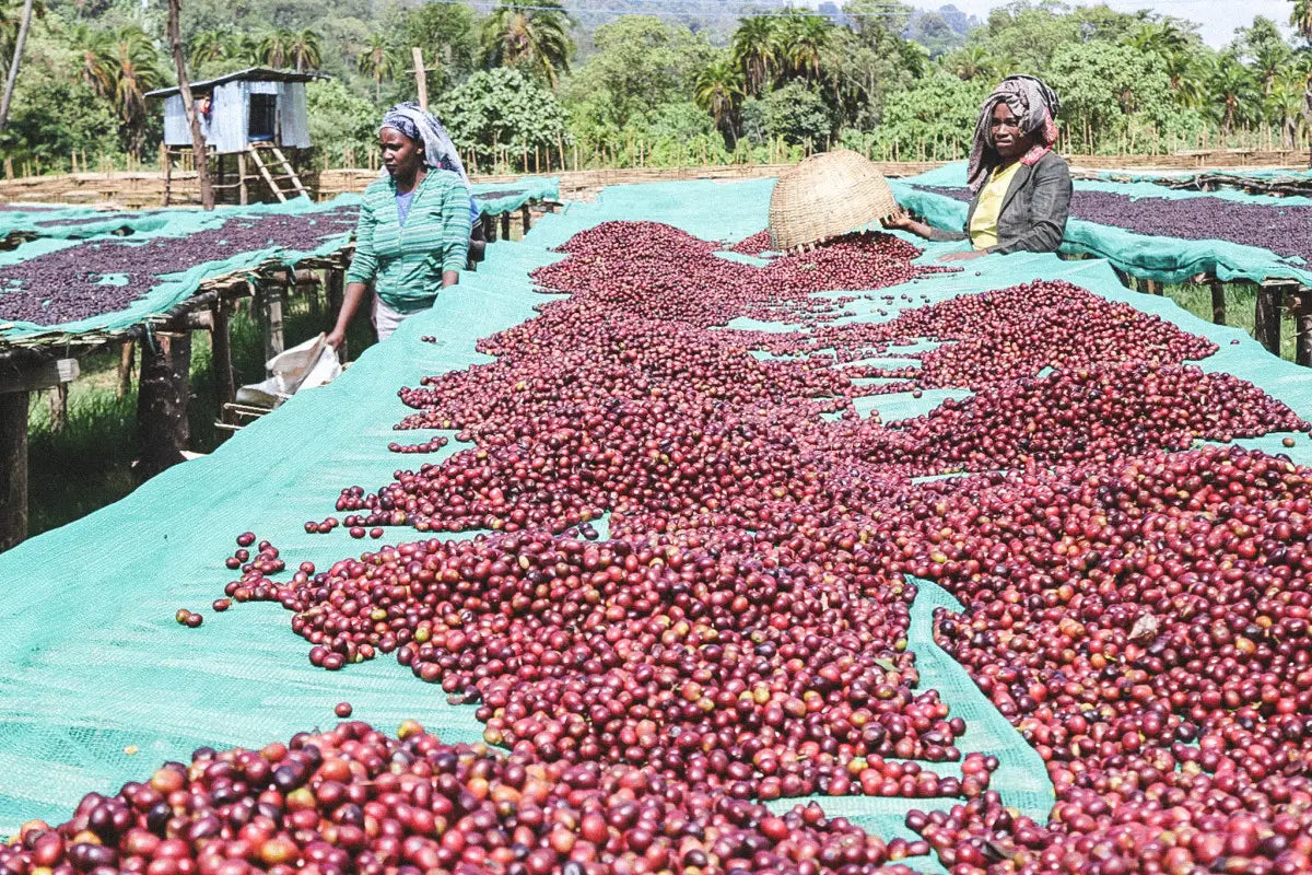 Ethiopia - Raro