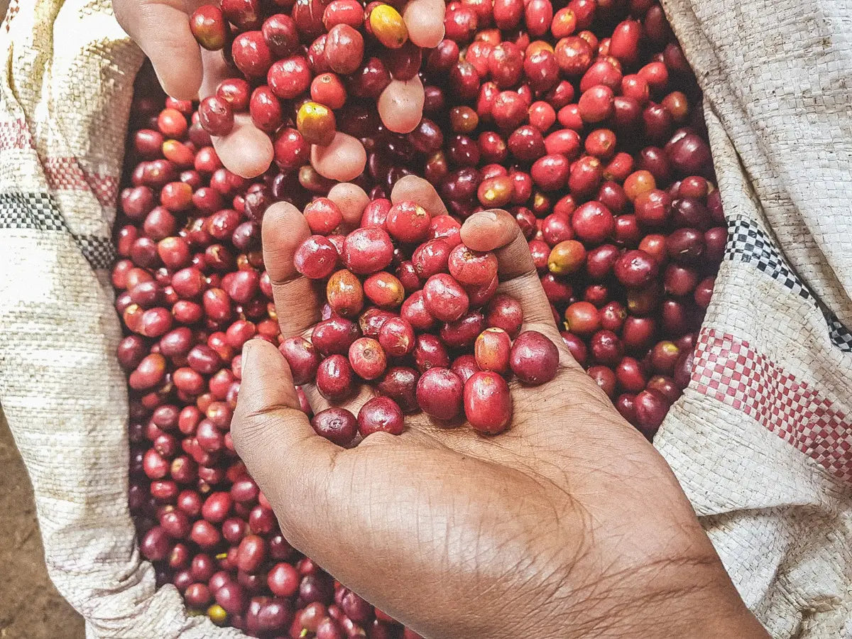 Ethiopia - Raro