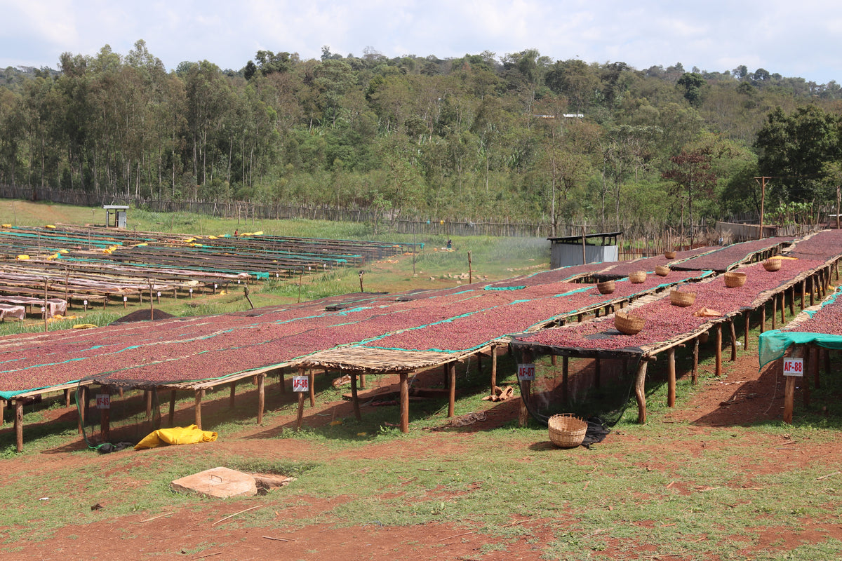 Ethiopia - Chelchele