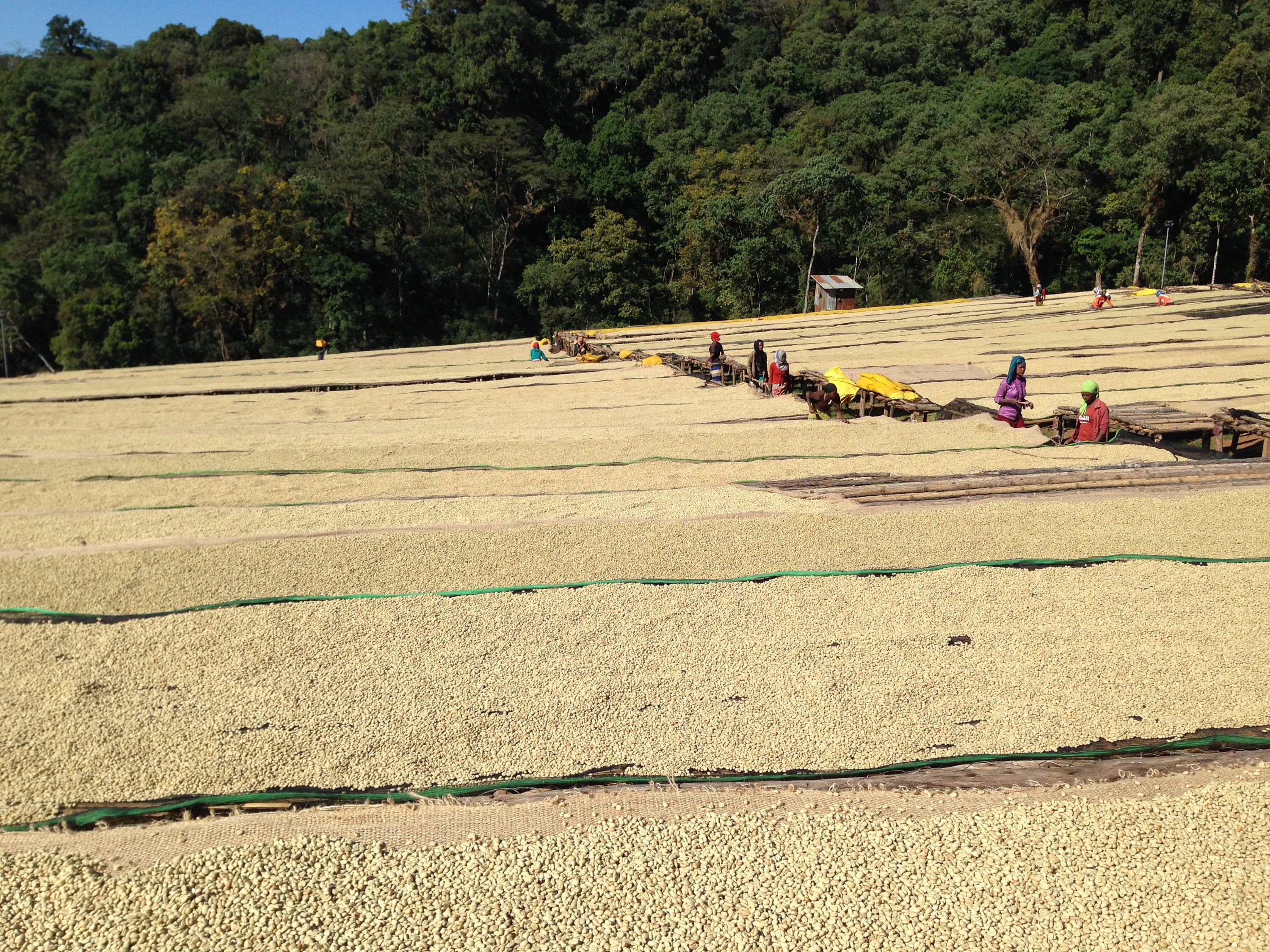 Ethiopia - Gotiti - Seasonal Espresso