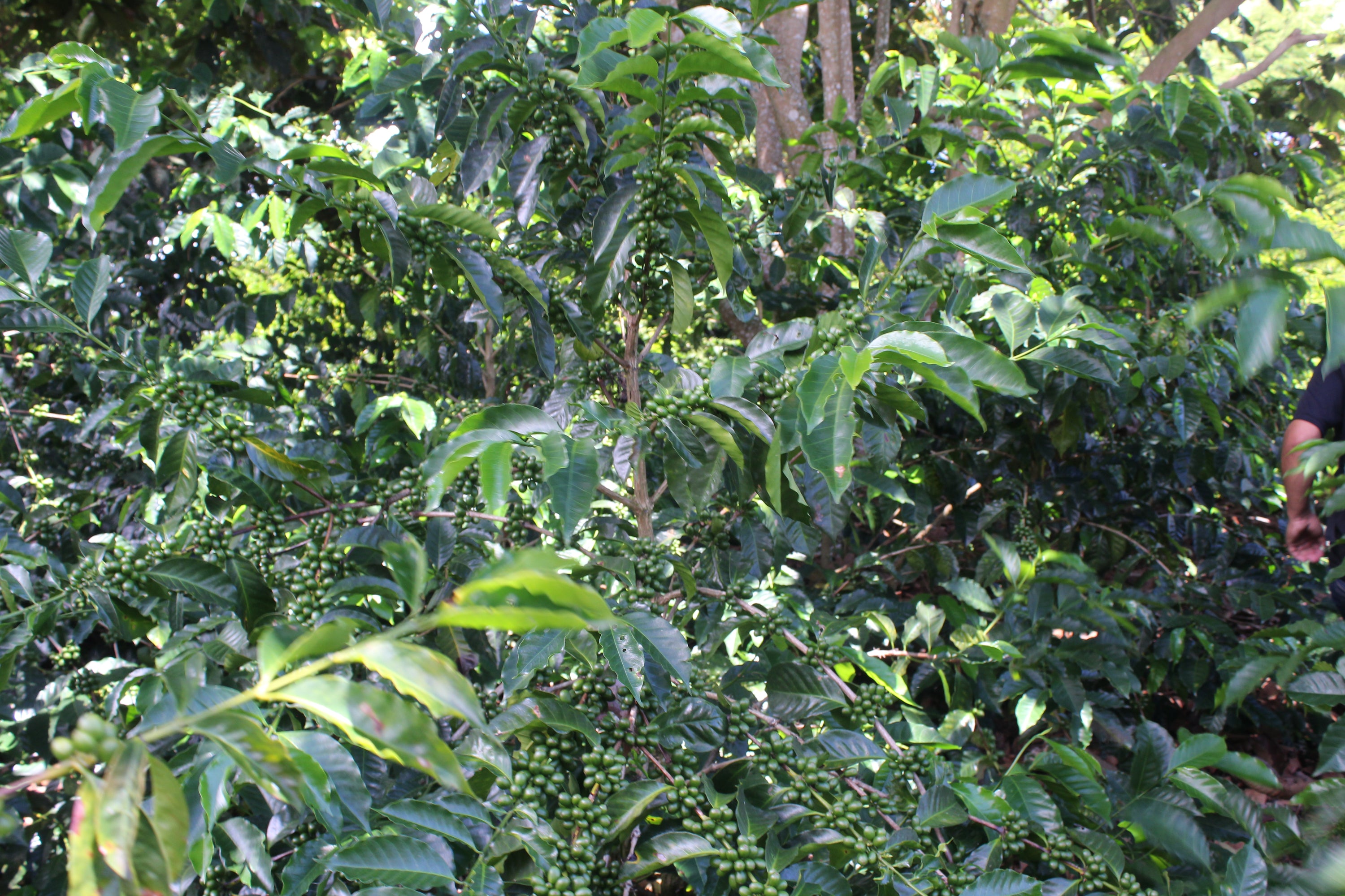 Cloud Nine - Elder Chavez