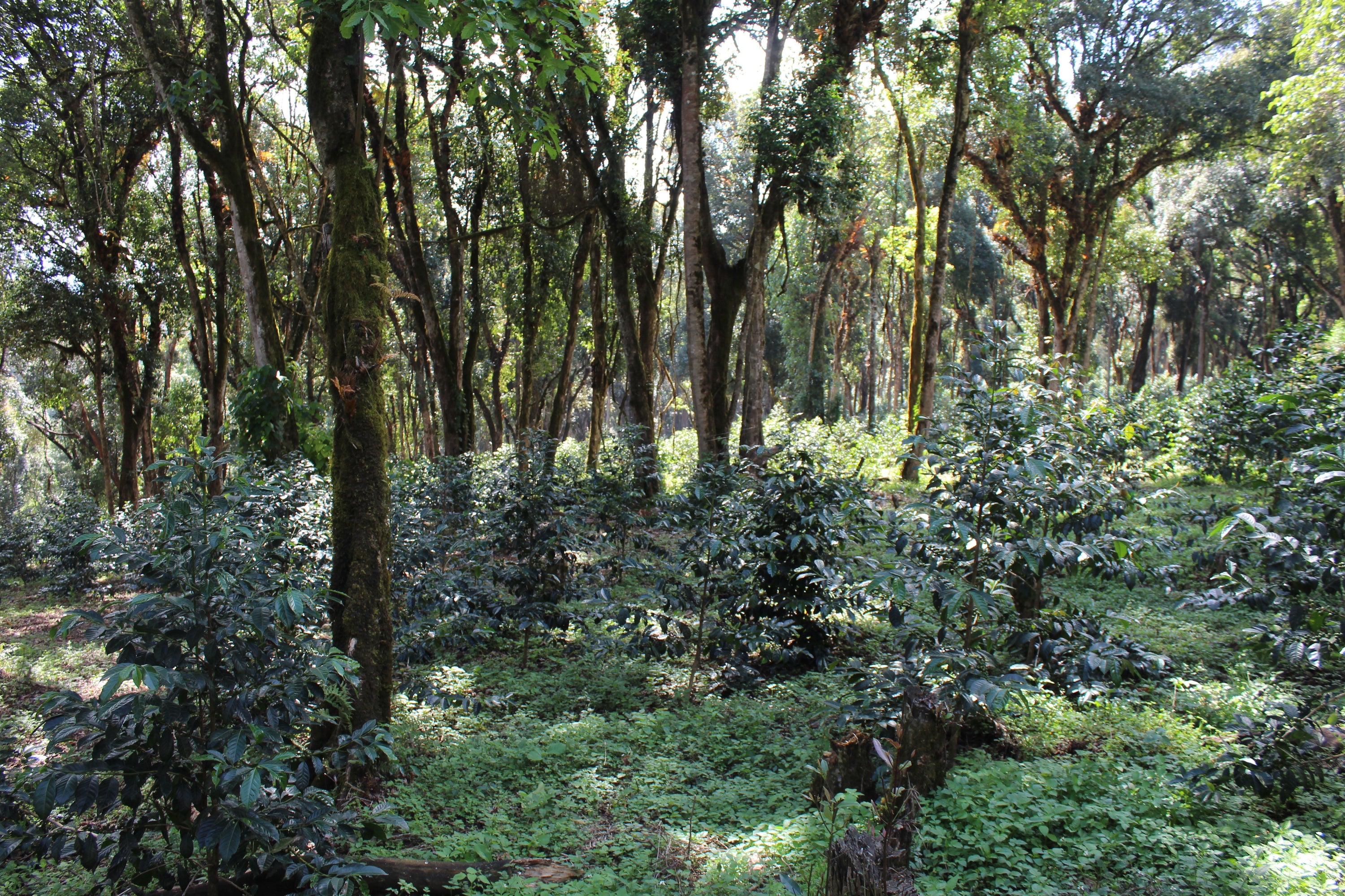 Ethiopia - Gotiti - Seasonal Espresso