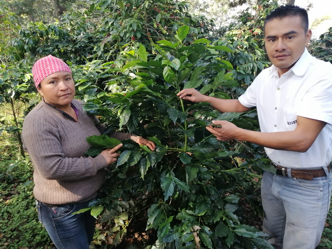 Guatemala - El Panal