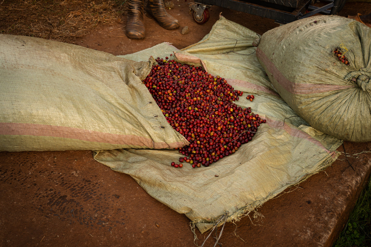 Uganda - Sipi