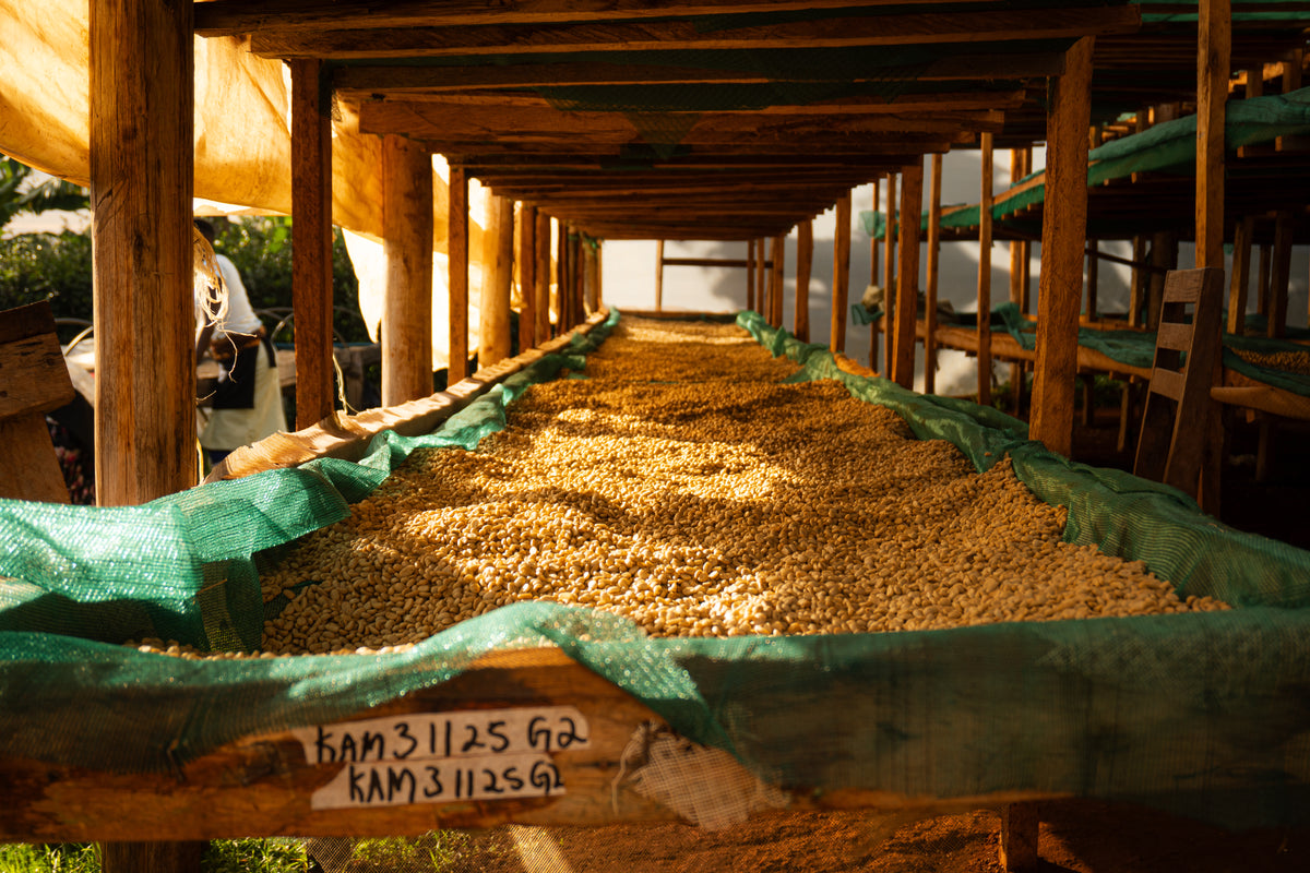 Uganda - Sipi