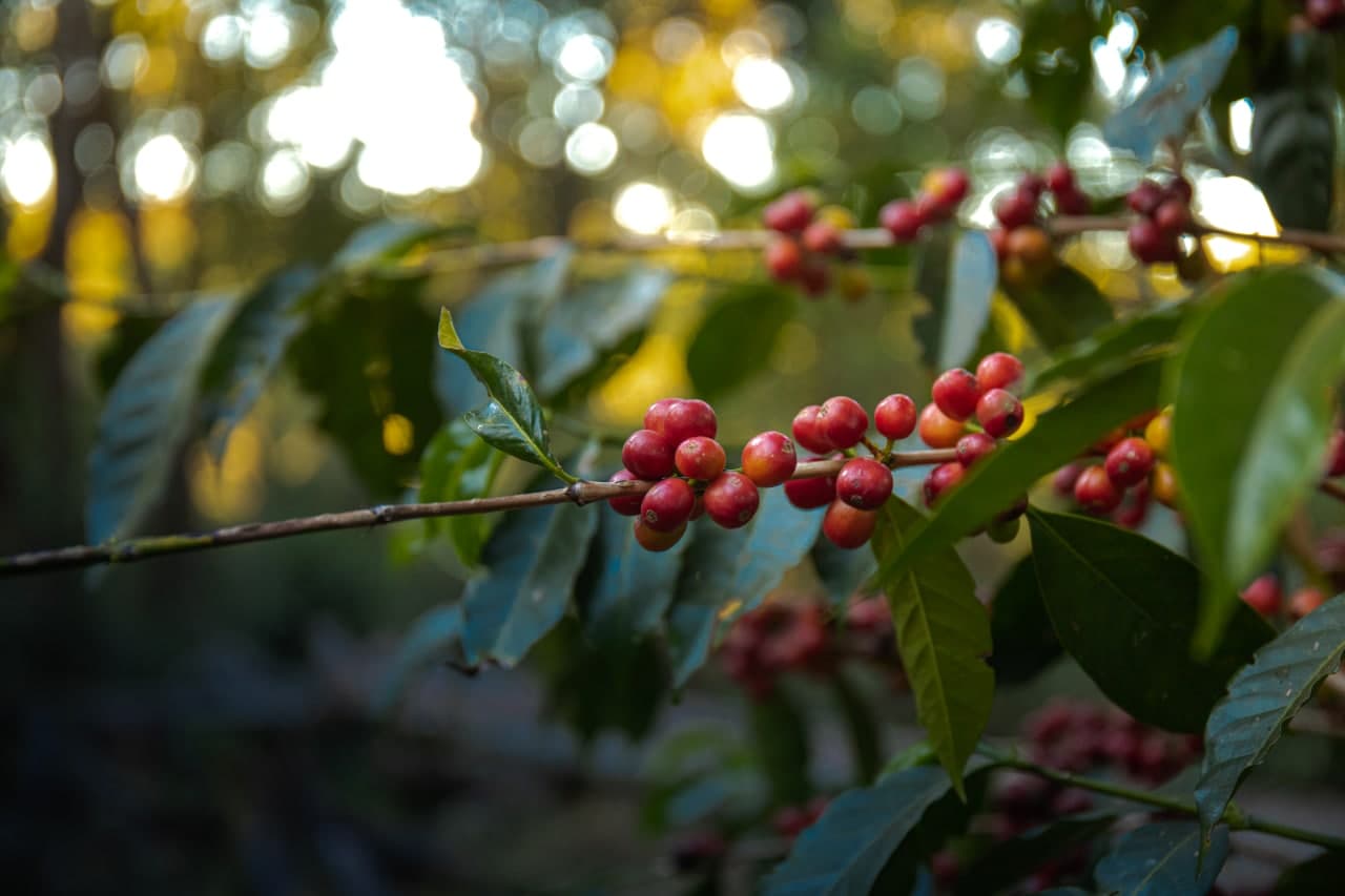 Ethiopia - Gotiti - Seasonal Espresso
